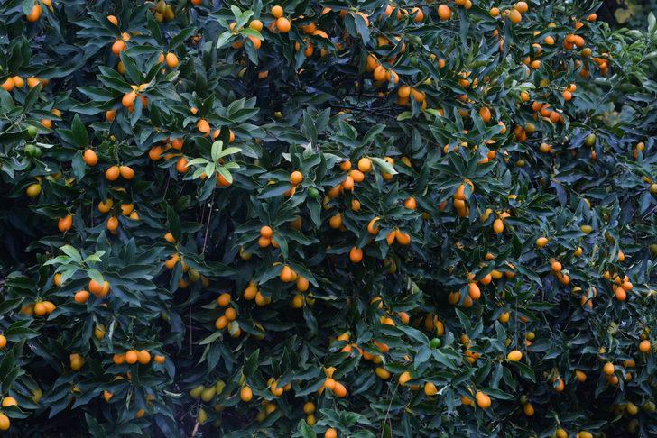 Kamkat meyvesi nedir, faydaları nelerdir? G4