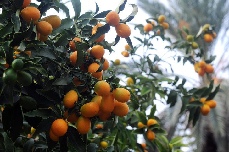 Kamkat meyvesi nedir, faydaları nelerdir? G3