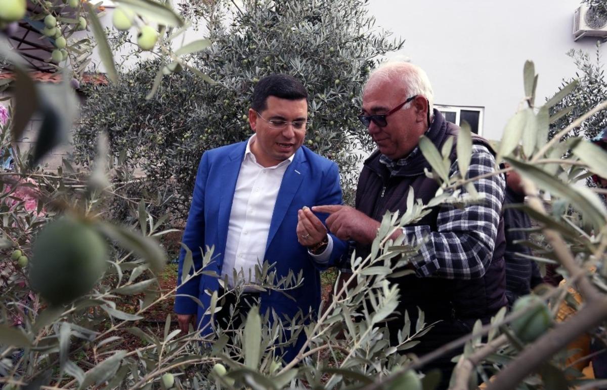 T&uuml;t&uuml;nc&uuml;&rsquo;den zeytin hasatı