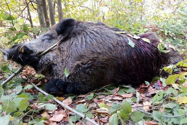 Avcılar 316 kiloluk yaban domuzu vurdular