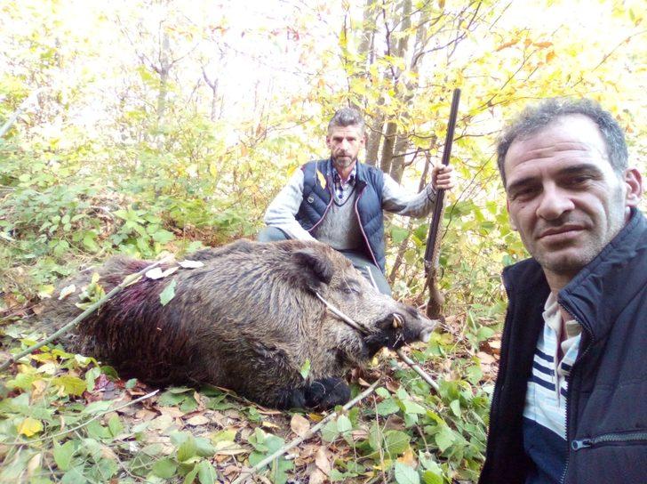 Avcılar 316 kiloluk yaban domuzu vurdular
