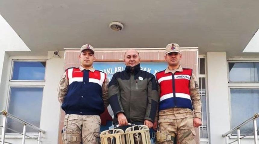 Gevaş&rsquo;ta kafes avcısı jandarmaya takıldı