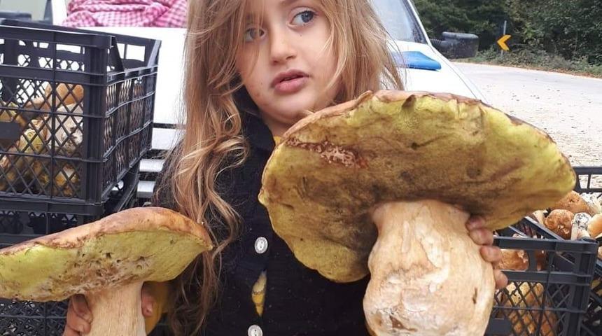 Her biri 2 kilo geliyor...Bursa'da toplanan mantarın tanesi 50 liradan satılıyor