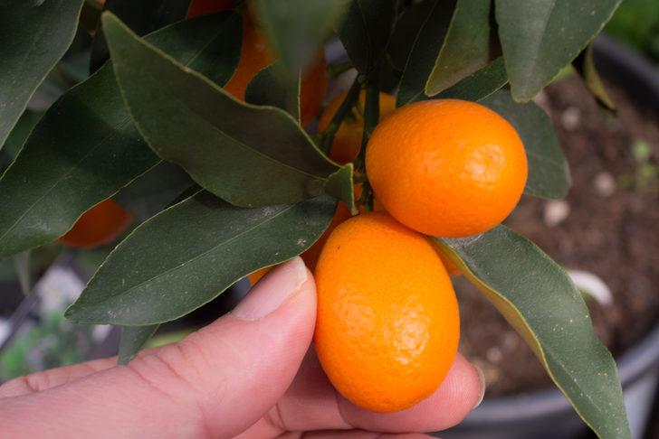 Kamkat meyvesi nedir, faydaları nelerdir? G1