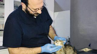 Ekinokok parazitine dikkat