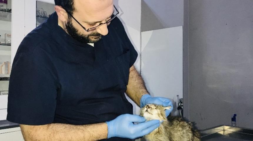 Ekinokok parazitine dikkat