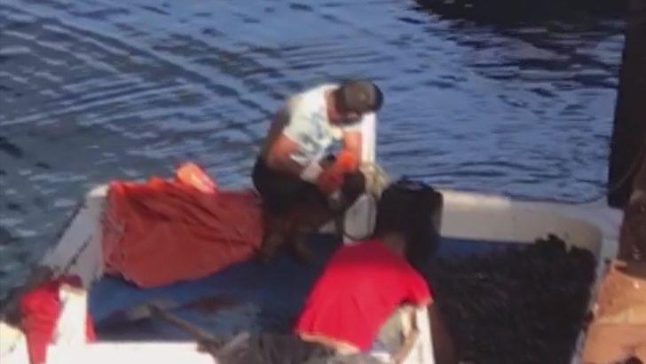 İstanbul'da zehirli midye tehlikesi G2