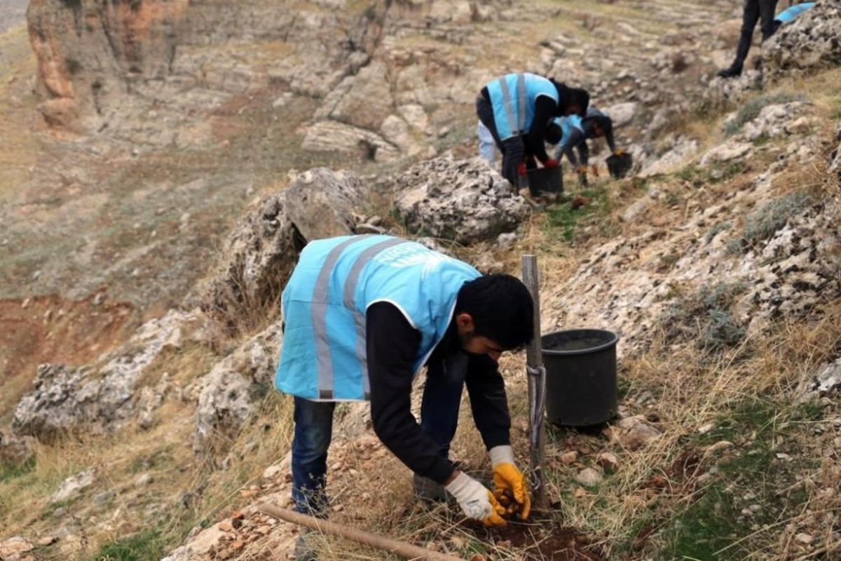 Mardin&rsquo;de palamut ve mazı meşesi seferberliği