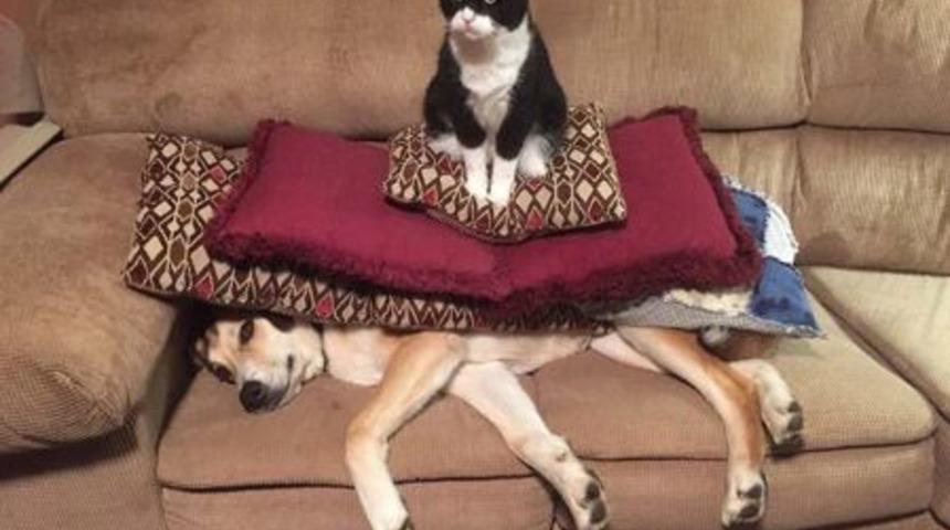 Bu yaramaz kediler sizleri kahkahalara boğacak!