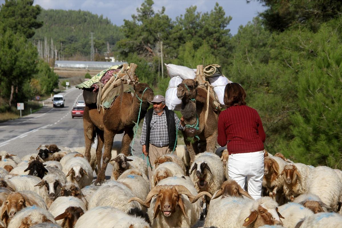 Muğla'da develi, eşekli Y&ouml;r&uuml;k g&ouml;&ccedil;&uuml;