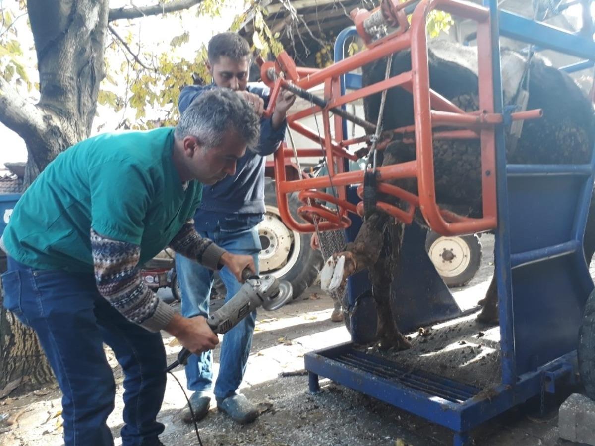 B&uuml;y&uuml;kbaş hayvanların ayak ve tırnak bakımları b&ouml;yle yapılıyor