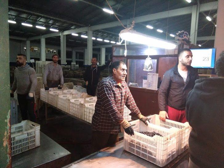 Zeytin alımları devam ediyor G1