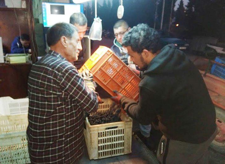 Zeytin alımları devam ediyor G3