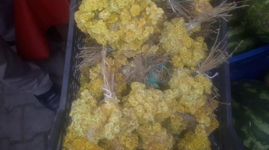 Sarı ot binbir derde deva! Yılda sadece bir kez yetişiyor