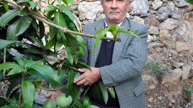 12 mango ağacı 45 bin lira kazandırdı