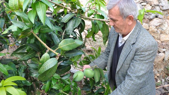 Altın yumurtlayan meyve! 12 mango ağacı 45 bin lira kazandırdı