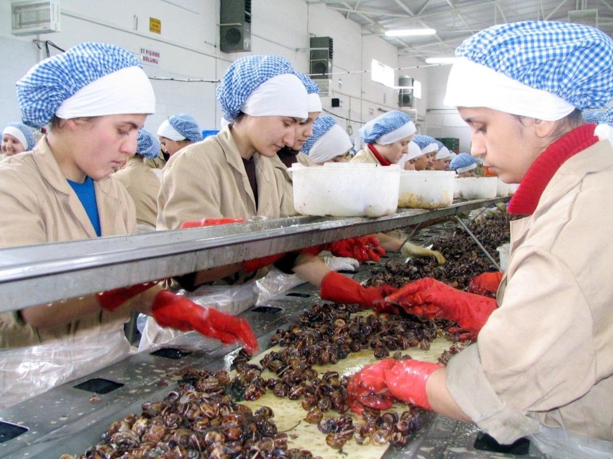 Aydın&rsquo;da yağmurla birlikte salyangoz sezonu başladı