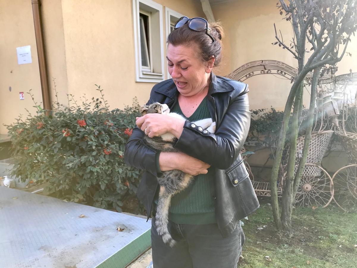 L&uuml;ks sitedeki kedi &ouml;l&uuml;mleri hayvanseverleri ayağa kaldırdı