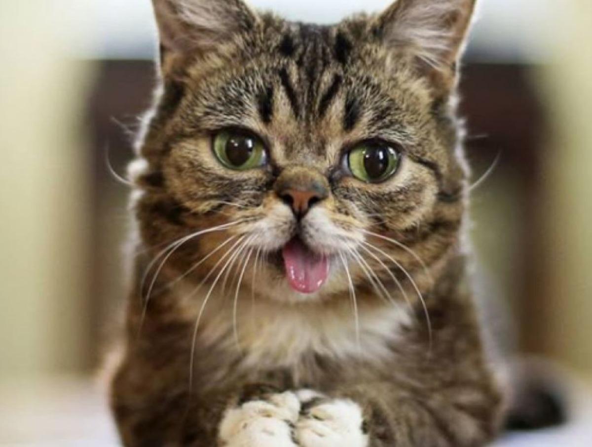 5 milyon takip&ccedil;isi olan fenomen Lil Bub &ouml;ld&uuml;!