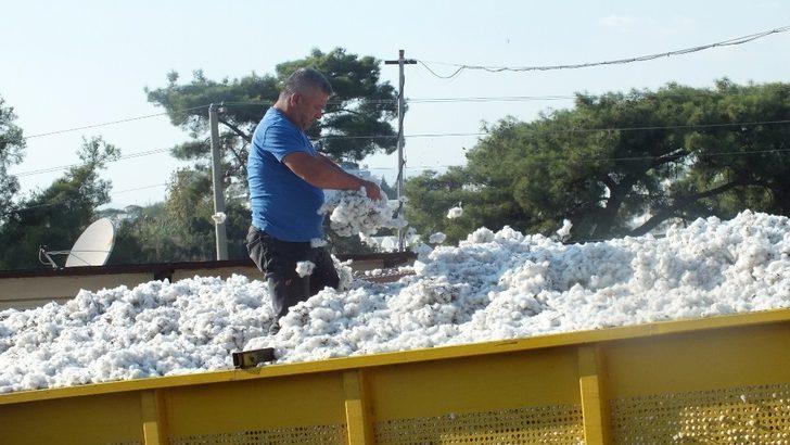 ’Beyaz altın’da bereketli hasat G1