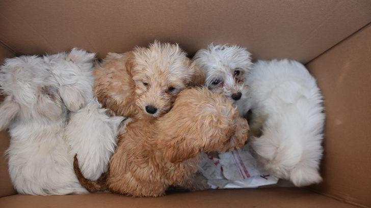 Kapıkule'de 14 yavru köpek ele geçirildi G1