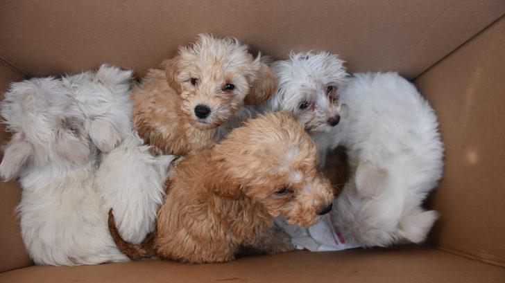 Kapıkule'de 14 yavru köpek ele geçirildi G2