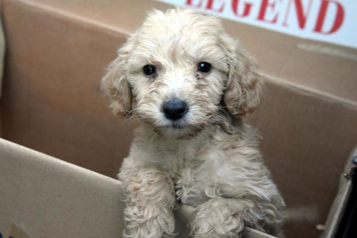 Kapıkule'de 14 yavru köpek ele geçirildi G5