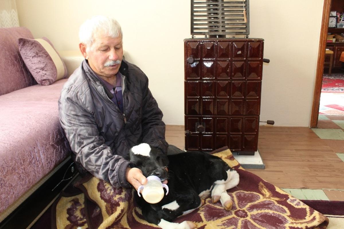Buzağıyla aynı odada yaşıyorlar