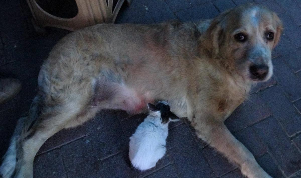 Annesinin dışladığı yavru kediyi, 'Tar&ccedil;ın' k&ouml;pek sahiplendi