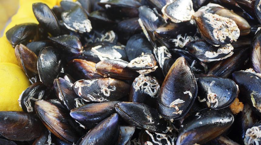 Taze midye nasıl olur?