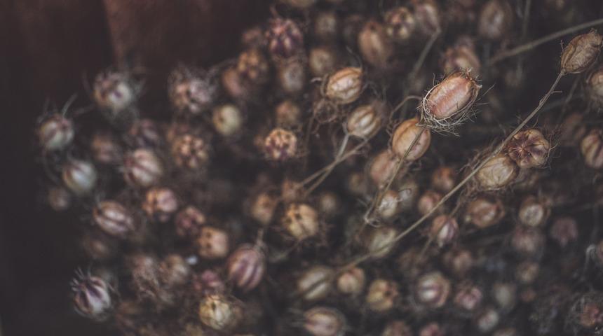 Çörek otu faydaları nelerdir?