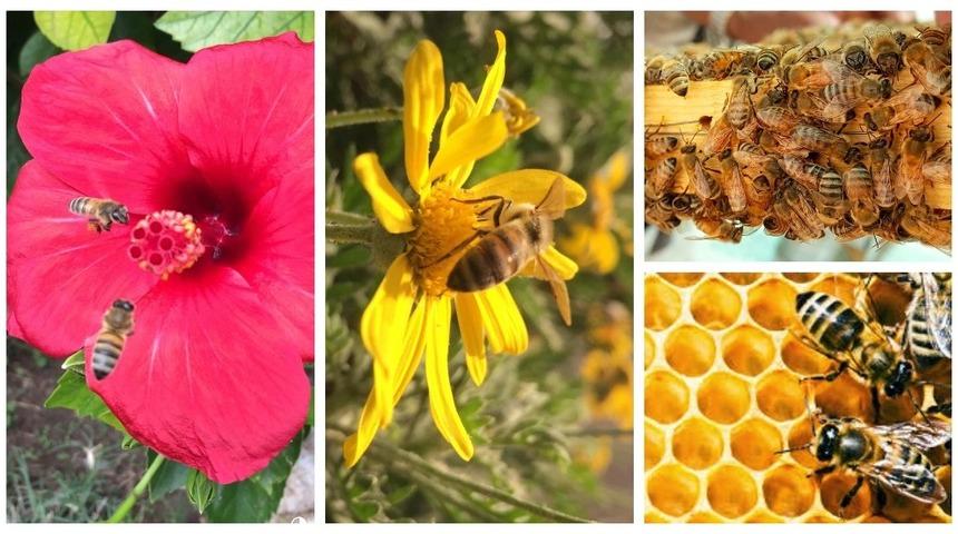 Van&rsquo;da 2019 yılı arıcılık destekleme m&uuml;racaatları başladı