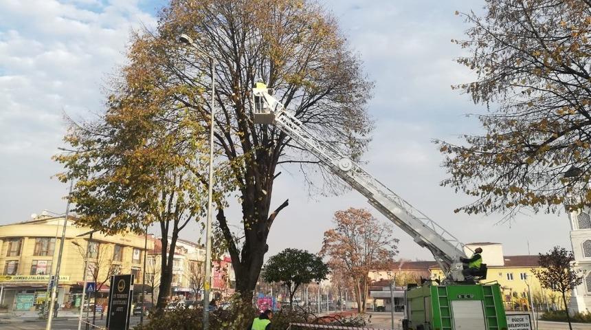 D&uuml;zce Belediyesi ekiplerinin budama &ccedil;alışmaları s&uuml;r&uuml;yor