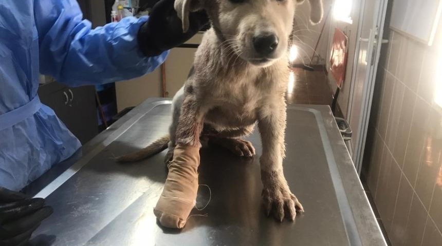 Yaralanan k&ouml;pek tedavi edildi