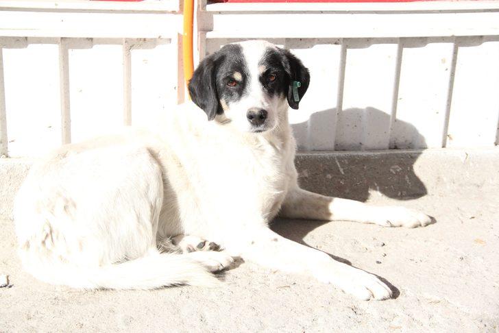 Ölen sahibinin 6 aydır bu kapıdan çıkmasını bekliyor G2