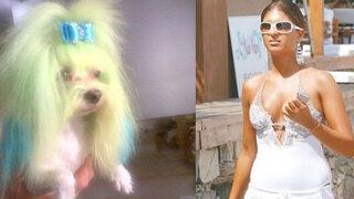 Köpeğini boyadı tepki topladı