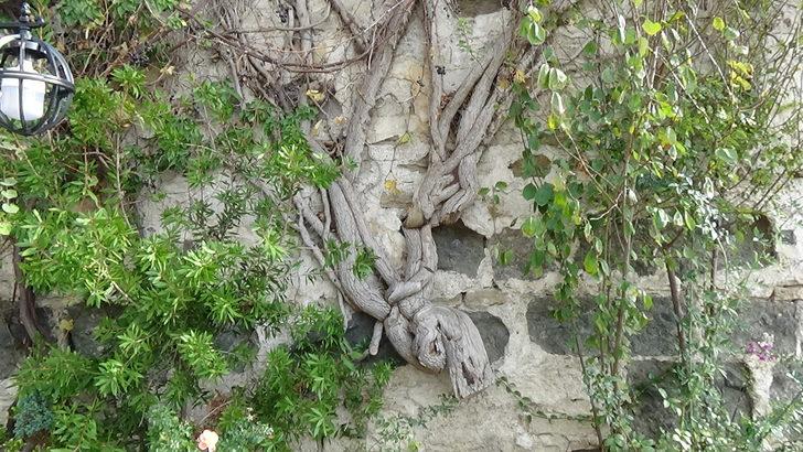 2 bin 500 yıllık Sinop Kalesi, restore edilecek G4