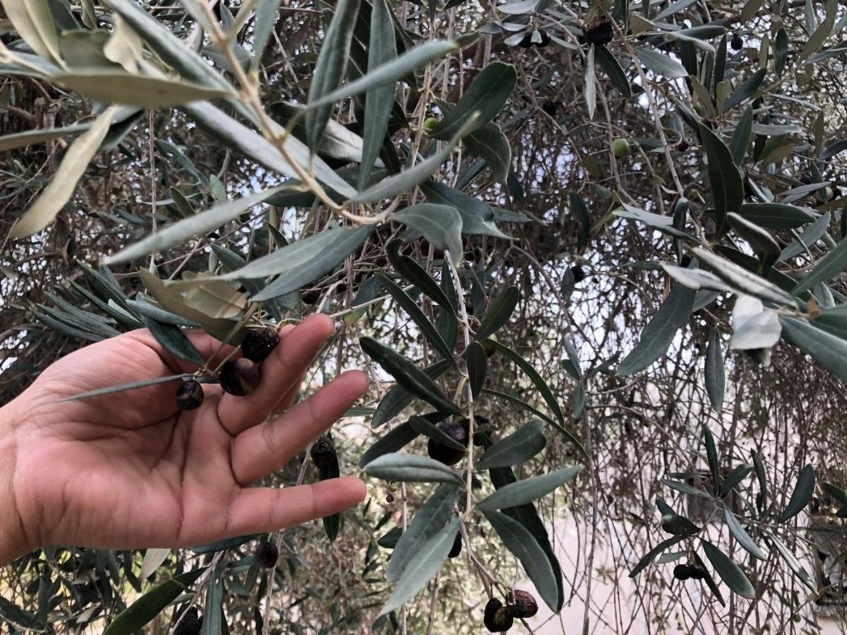 Yağlık zeytinde hasat mesaisi