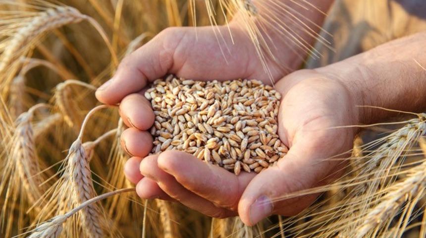 Yılın ilk buğdayı hasat edildi! İşte buğdayın 2021 fiyatı