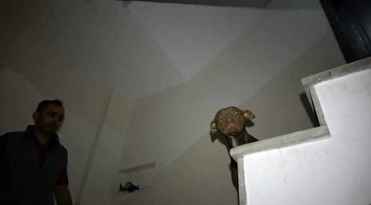 Sultangazi'de pitbull paniği! Apartman sakinleri korku dolu anlar yaşadı G1