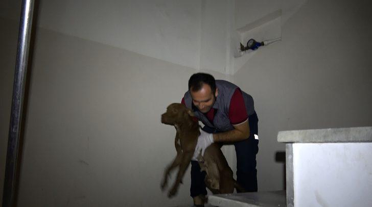 Sultangazi'de pitbull paniği! Apartman sakinleri korku dolu anlar yaşadı G2