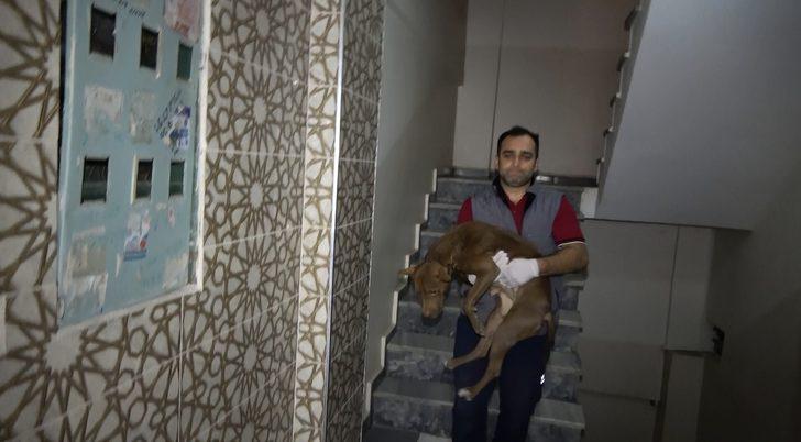 Sultangazi'de pitbull paniği! Apartman sakinleri korku dolu anlar yaşadı G3