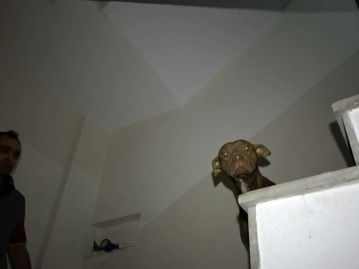 Sultangazi'de pitbull paniği! Apartman sakinleri korku dolu anlar yaşadı