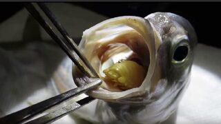 Balığın dilinde yetişen parazitler, görenleri şaşırtıyor