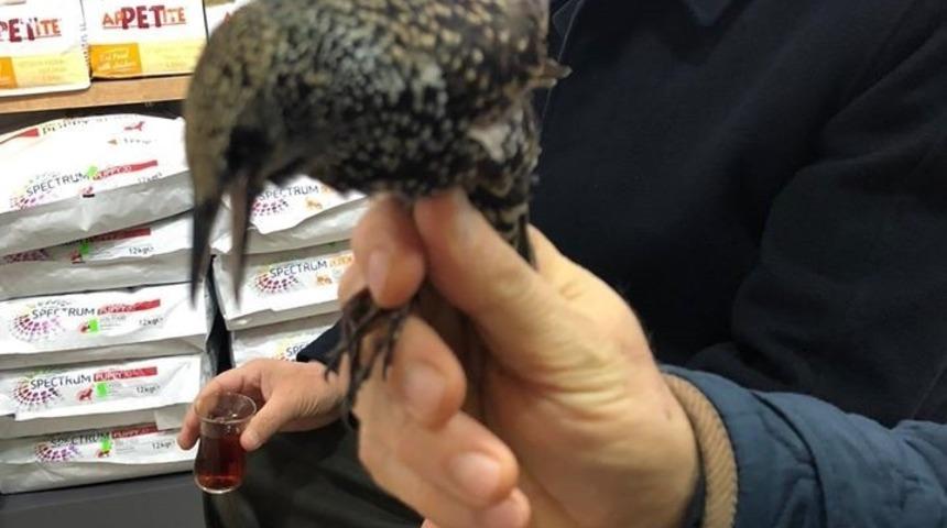 Yaralı sığırcık kuşu koruma altına alındı