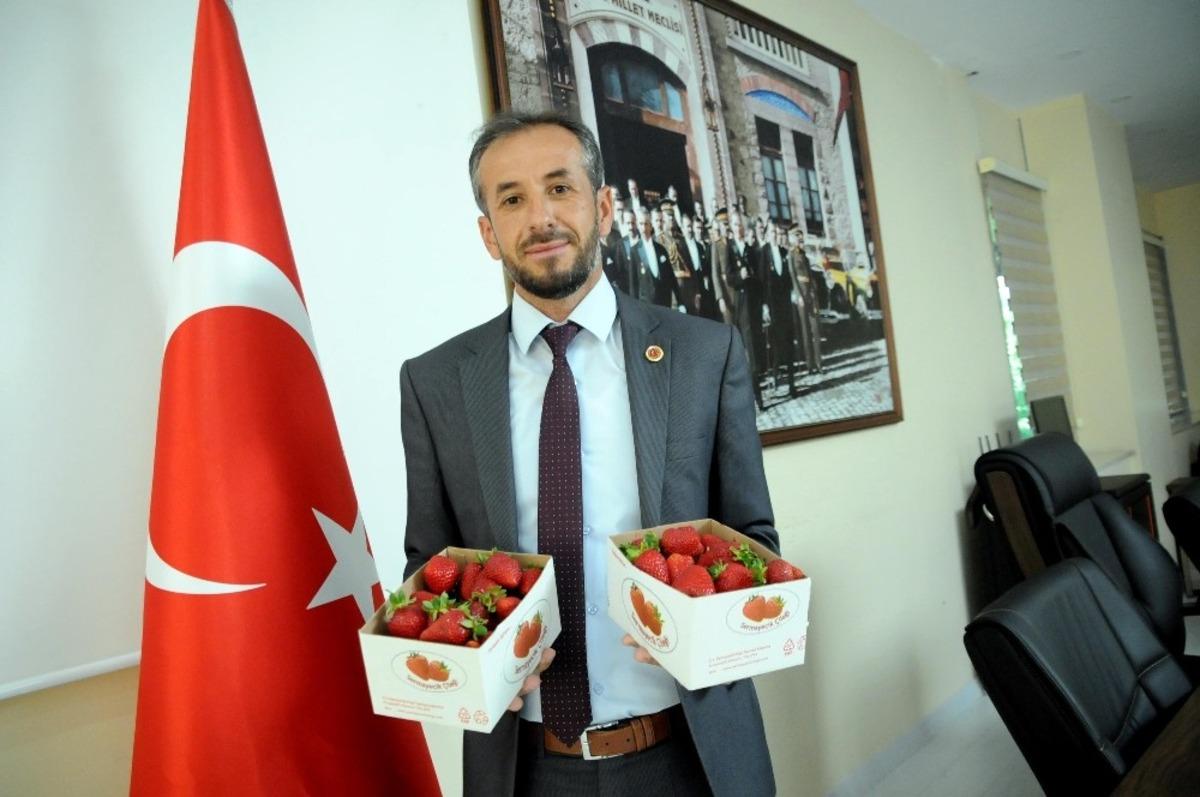 Yalova&rsquo;da &ccedil;ilekte 500 tonluk rekolte