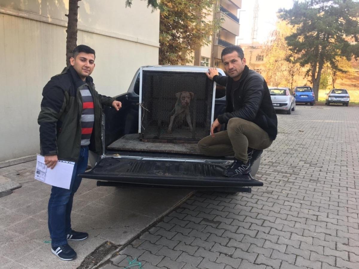 Siirt&rsquo;te Pitbull cinsi k&ouml;peğe el konuldu