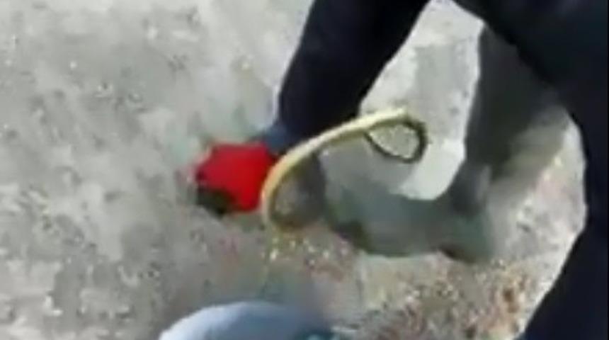 1.5 metrelik yılan ile oyuncak oynar gibi oynadı