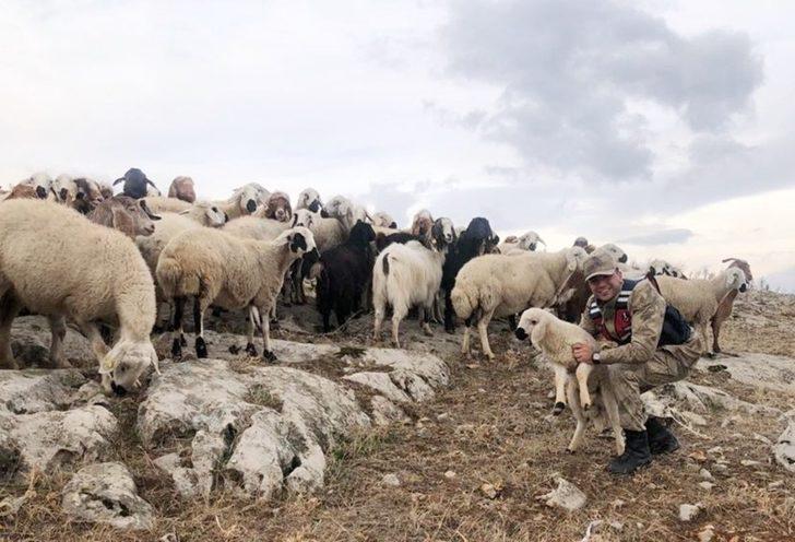 Kaybolan 70 küçükbaş hayvanı jandarma buldu G1