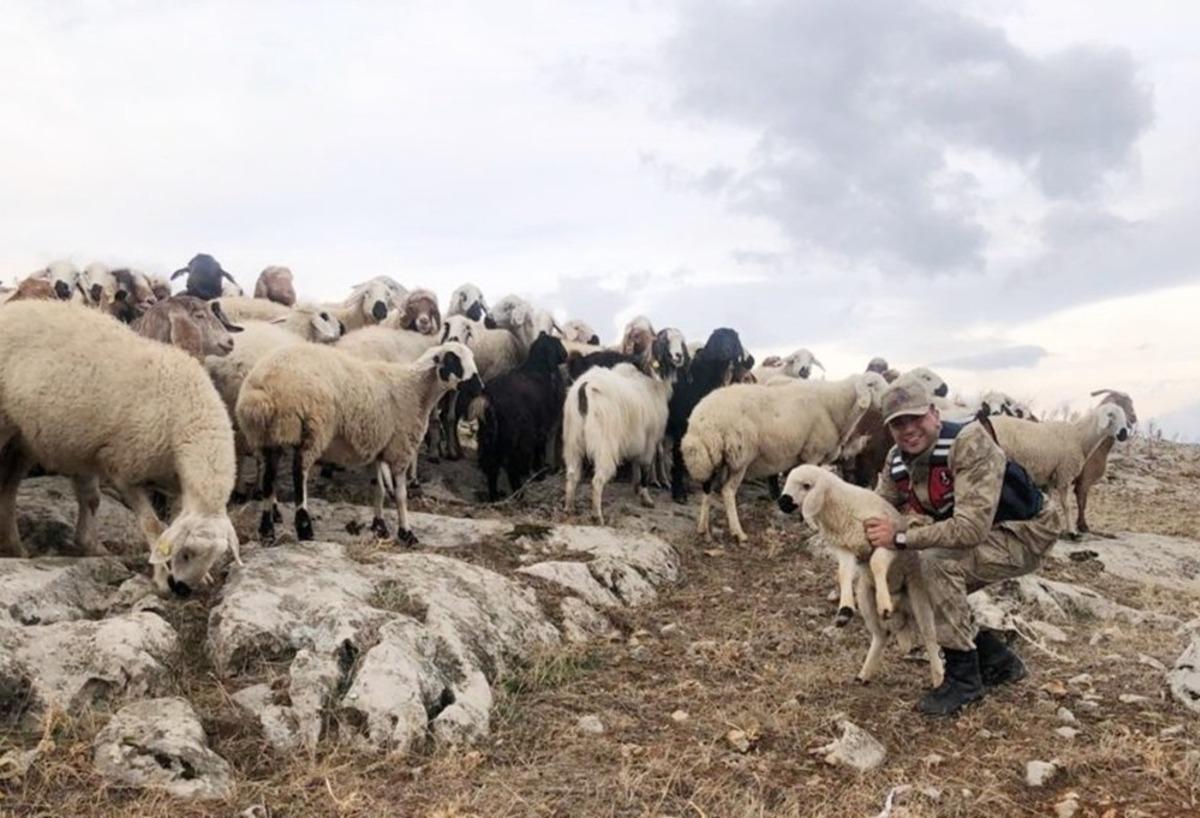 Kaybolan 70 k&uuml;&ccedil;&uuml;kbaş hayvanı jandarma buldu